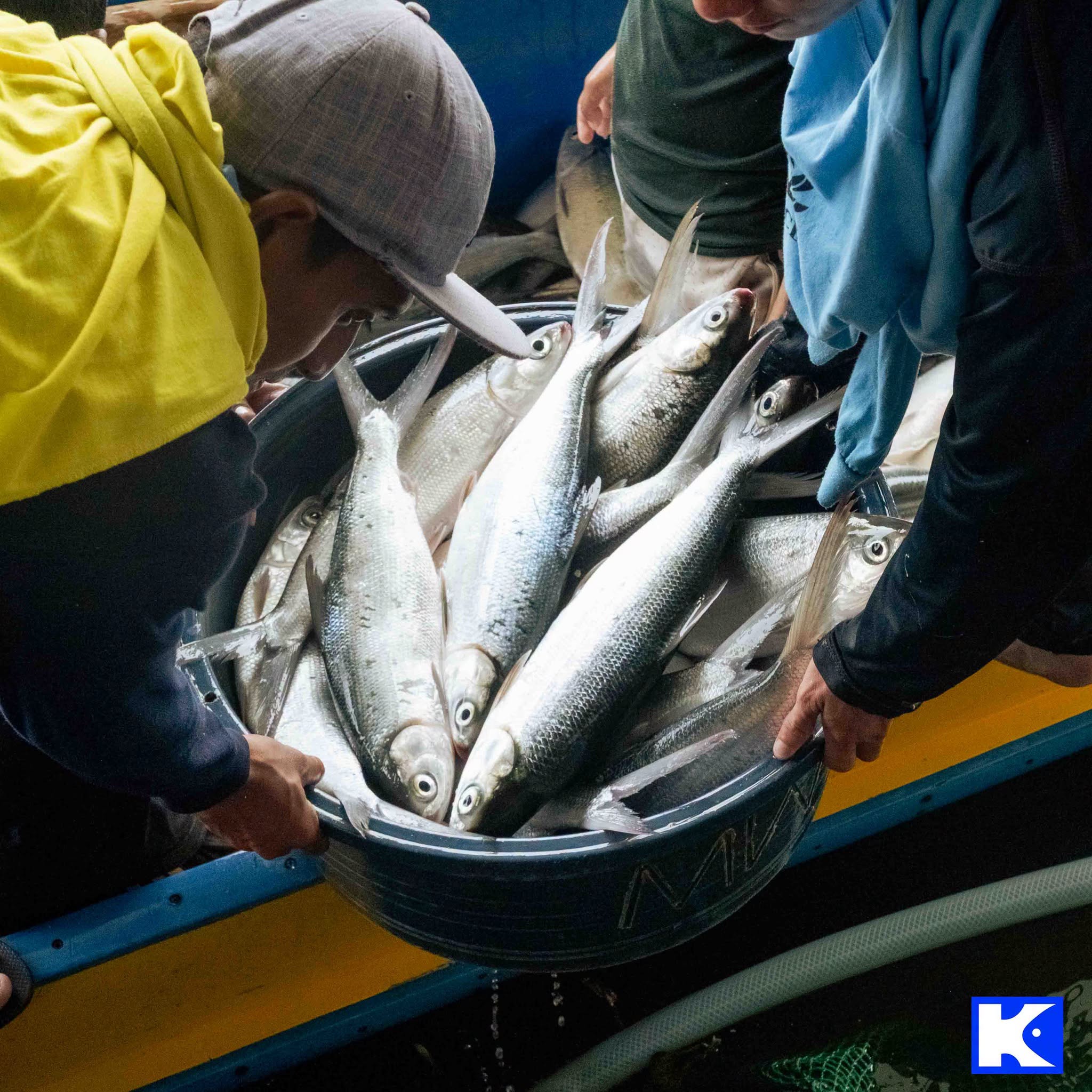 Fresh harvest Bangus in banyera at Khay-Kim Fishport
