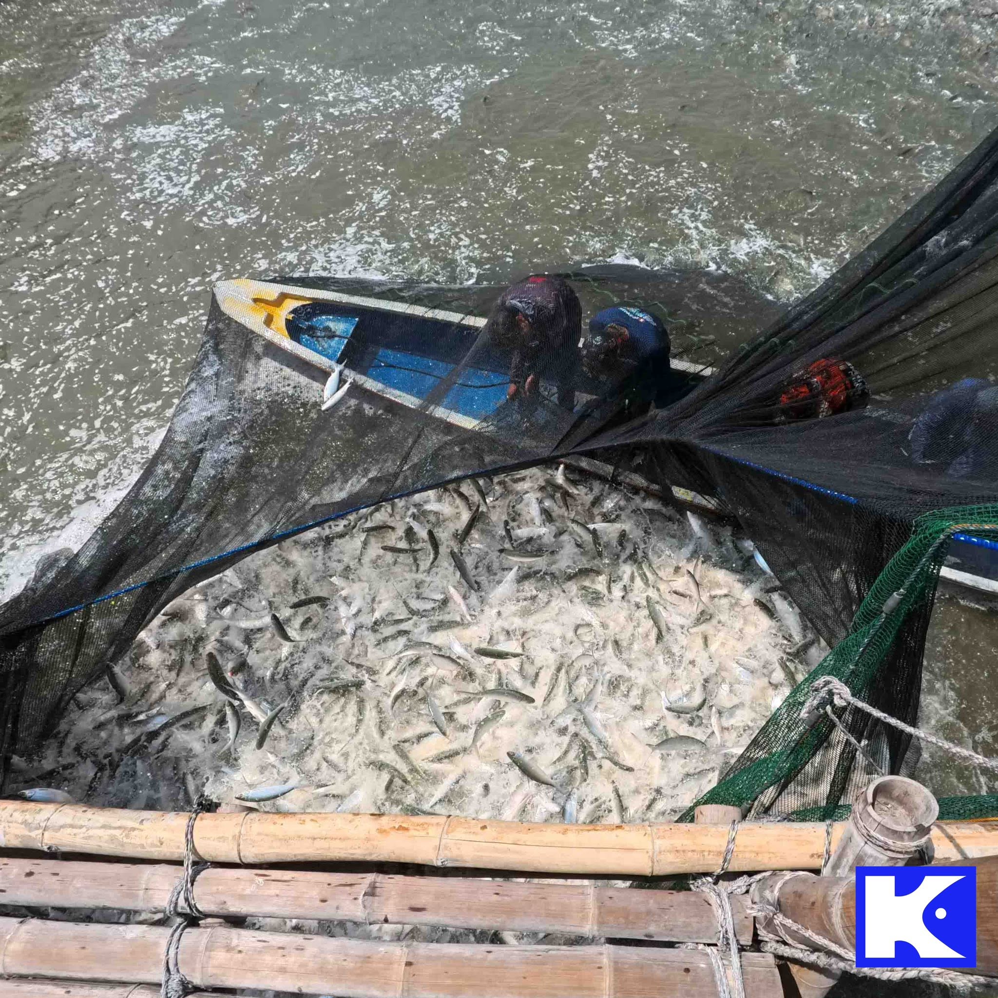 Massive net harvest of jumping milkfish
